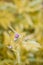 Yellow toned background image of flowers Thistle