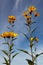 Yellow topinambur flowers daisy family against blue sky