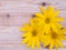 Yellow topinambur flowers on the planks background