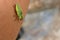 Yellow tortoise beetle on a human leg