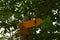 Yellow tourist hiking trail sign surrounded by leaves and red berries