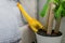 Yellow toy dinosaur fallen on the side of the bed, in a plant pot, depicting a family home and parenting life