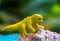 Yellow toy dinosaur on natural shell. Small puppet macro photo.