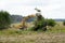 A yellow tractor pulls away a young tree-growing area near the field. Prepare the soil for plowing and planting. Loading trees on