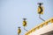 Yellow traffic signs guide drivers along curve roads. Symbols ensure safety as they navigate the streets under the watchful blue