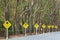 Yellow traffic signs on tropical road, beautiful shape of trees