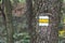 Yellow trail mark on tree bark in forest during autumn