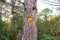 Yellow trail markers on a tree