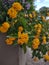 Yellow Trailing Lantana