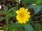 Yellow Trailing oxeye daisy ground cover