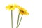 Yellow transvaal daisies in a white background.