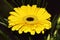 The Yellow Transvaal daisy on a garden