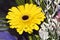 Yellow Transvaal daisy. One yellow flower of calendula.