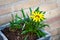 Yellow Treasure flower in pot