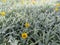 Yellow Treasureflower background. Field of yellow flowers, Gazania ringens. Gardening and botany concept