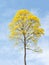 Yellow tree