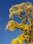 Yellow tree