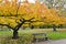 Yellow tree and a bench