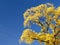 Yellow tree on blue