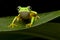 Yellow tree frog