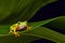 Yellow tree frog agalychnis lemur
