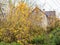 Yellow tree in front of cottage in autumn twilight