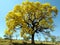 Yellow tree .(Handroanthus albus)