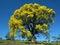 Yellow tree. Handroanthus albus.