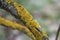 Yellow tree lichen on old Syringa trunk