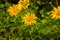 Yellow Tree marigold, Mexican tournesol, Mexican sunflower, Japanese sunflower