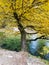 Yellow tree by the mountain stream