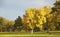 Yellow Tree in a Park