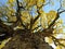 Yellow tree trunk. (Handroanthus albus)