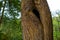 Yellow tree trunk with hollow, with black hole. Textured vertical relief rough bark. Green