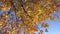 Yellow tree with withered leaves against blue sky, slow motion