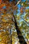 Yellow trees in autumnal forest