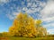 Yellow trees come to a central peak with blue sky background