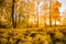 Yellow trees and fallen leaves in the city park on a cheerful autumn day, shallow depth of field in the foreground