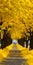 Yellow Trees: A Joyful Celebration Of Nature In Dutch Realism Style