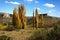 Yellow Trees and Sandstone cliffis in autumn, Eastern Free State