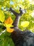 Yellow trees in the walkway garden