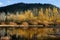 Yellow Trees by the Water