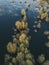 Yellow trees in the water. Flooded countryside. Pripyat river