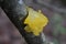Yellow Tremella Mesenterica Jelly Mushroom