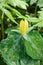 Yellow Trillium Plants, Trilliaceae luteum