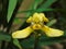 Yellow trimezia flower