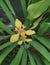 yellow trimezia flower, this flower recommended to beautify our garden
