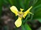 Yellow Trimezia fosteriana or Trimezia steyermarkii ,Iridaceae