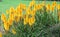 Yellow tritoma flowers
