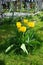 Yellow Triumph tulips surround white Magnolia stellata in spring in the garden. Berlin, Germany